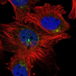 KLF7 Antibody, Novus Biologicals 0.1mL; Unlabeled:Antibodies, Polyclonal